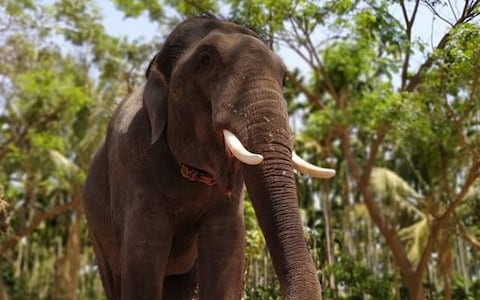 Bathing Elephants at Dubare Elephant Training Camp